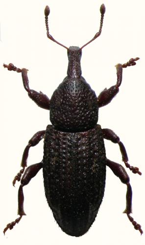 Réf. 52 174 : Iberoplinthus imbricatus