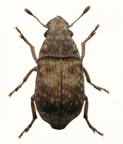 Eusphyrus vasconicus