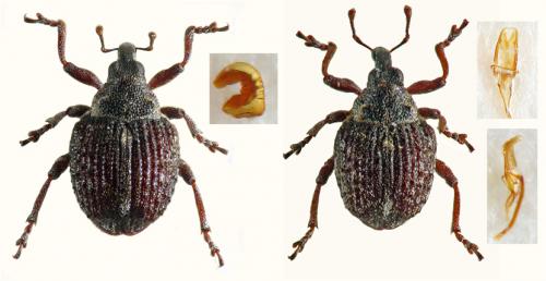 Neophytobius muricatus