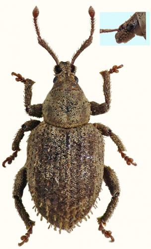 Réf. 52 884 : Caenopsis larraldi