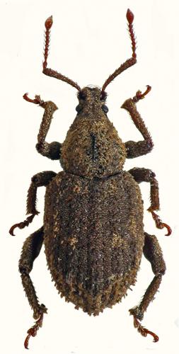 Réf. 52 949 : Caenopsis fissirostris