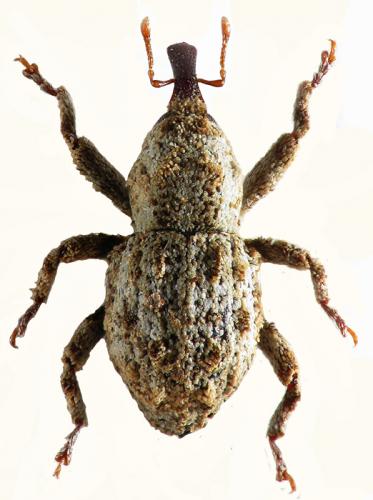 Acalles pulchellus
