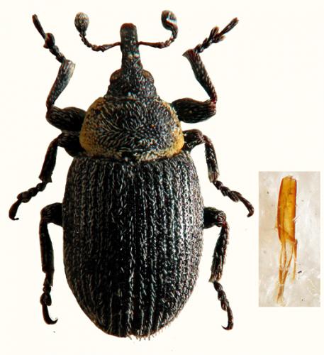 Réf. 52 587 : Gymnetron pyrenaicum