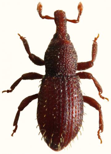 Réf. 52 564 : Cotaster uncipes