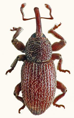 Pachytychius asperatus