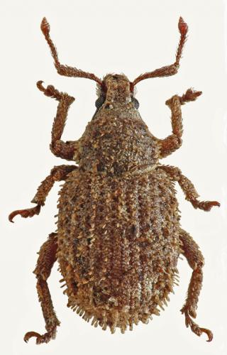 Caenopsis waltoni