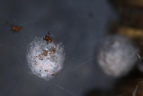 Steatoda triangulosa
