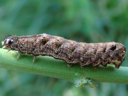 Réf. 52 079 : Axylia putris