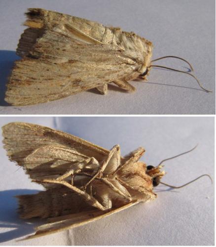 Réf. 52 594 : Apamea lithoxylaea