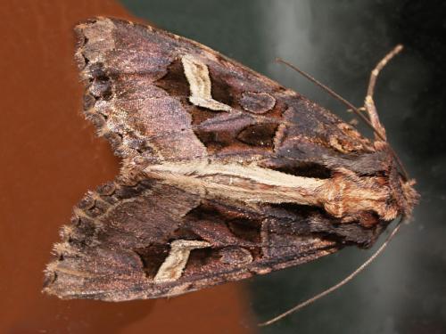 Réf. 52 742 : Trigonophora flammea