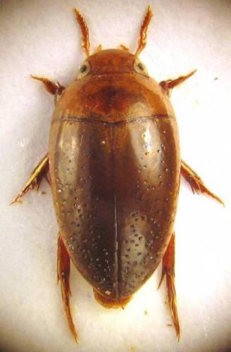 Réf. 52 970 : Noterus clavicornis