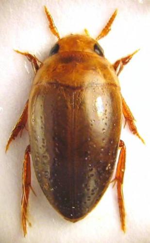 Noterus crassicornis