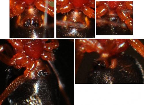 Gonatium rubens