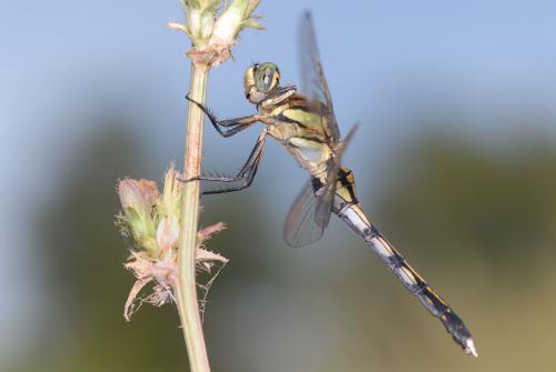 Réf. 52 277 : Orthetrum albistylum