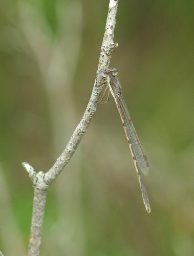 Réf. 52 077 : Sympecma fusca