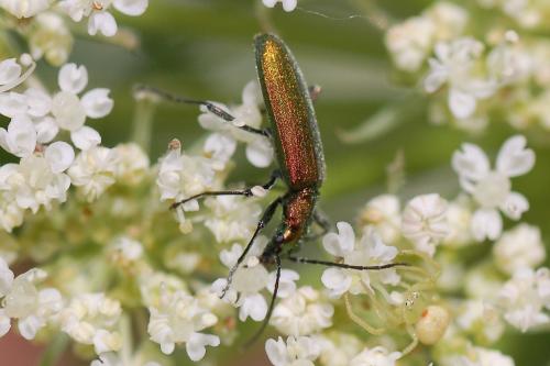 Réf. 52 163 : Chrysanthia viridissima