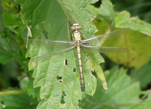 Onychogomphus forcipatus