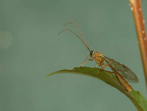 Ophion sp.
