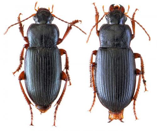 Ophonus laticollis