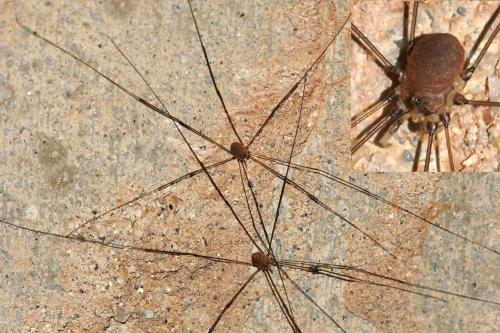 Leiobunum blackwallii