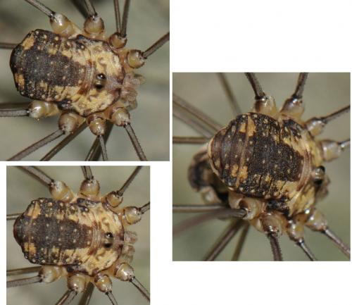 Réf. 52 860 : Leiobunum sp-a