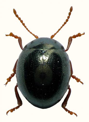 Réf. 52 084 : Chrysolina pourtoyi