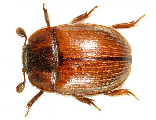 Pocadius ferrugineus