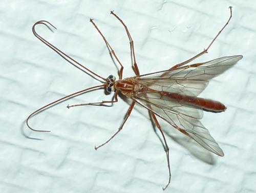 Réf. 52 068 : Ophion sp.