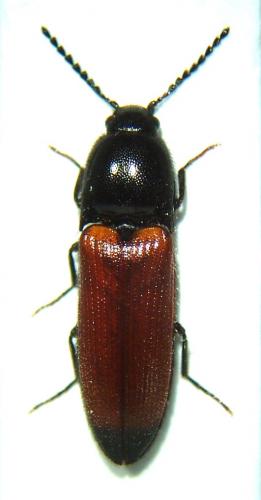 Réf. 52 450 : Ampedus melanurus