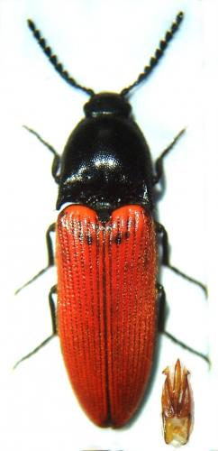 Réf. 52 336 : Ampedus sp.