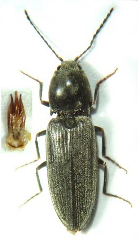 Dicronychus cinereus