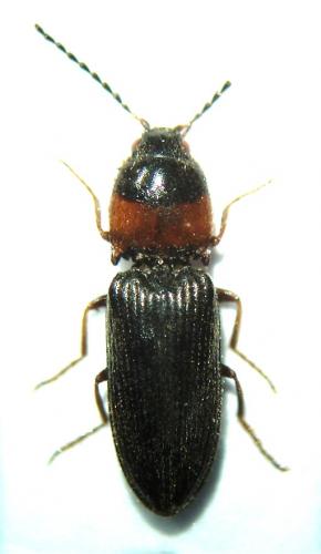 Cardiophorus ulcerosus