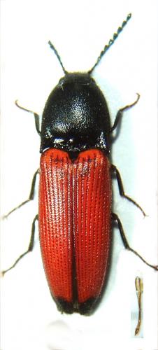 Réf. 52 469 : Ampedus praeustus