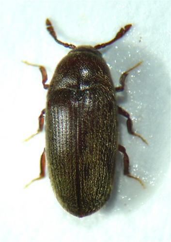 Réf. 52 517 : Trixagus dermestoides