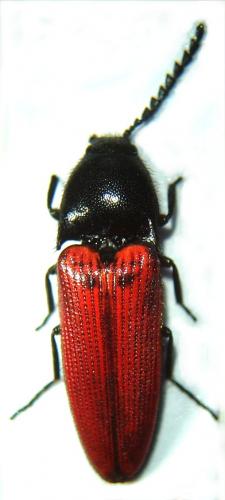 Réf. 52 338 : Ampedus rufipennis