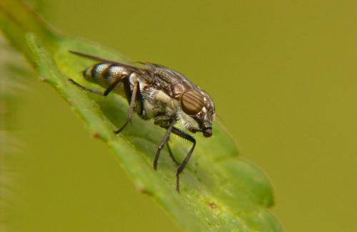 Stomorhina lunata