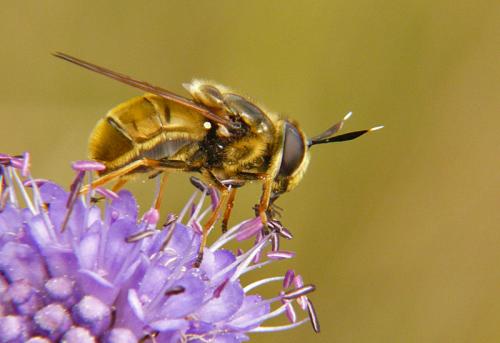 Réf. 52 528 : Callicera aurata