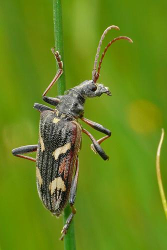 Réf. 52 415 : Rhagium bifasciatum