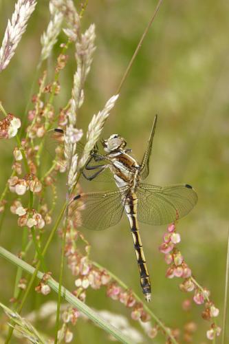Réf. 52 282 : Orthetrum albistylum