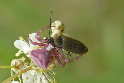 Réf. 52 275 : Thomisus onustus