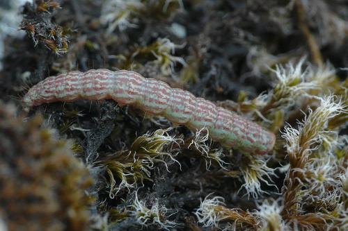 Réf. 52 644 : Salebriopsis albicilla