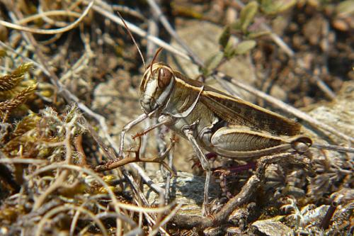 Calliptamus sp.