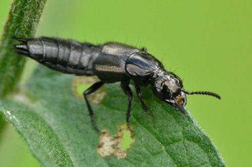 Philonthus splendens