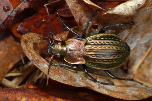 Carabus cancellatus