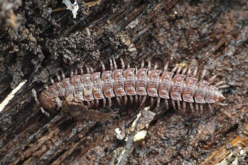Polydesmus sp.