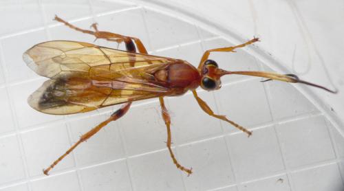 Réf. 52 151 : Ichneumoninae inconnu