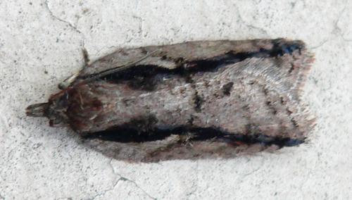 Réf. 52 977 : Acleris umbrana