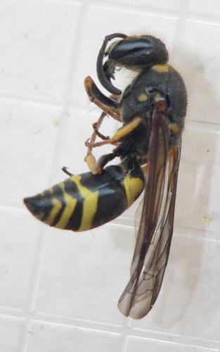 Ancistrocerus nigricornis