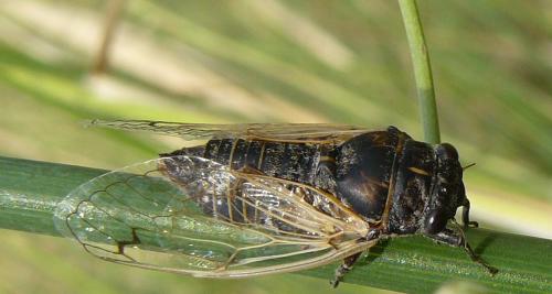 Cicadatra atra