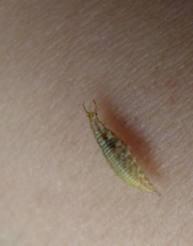Chrysoperla sp.